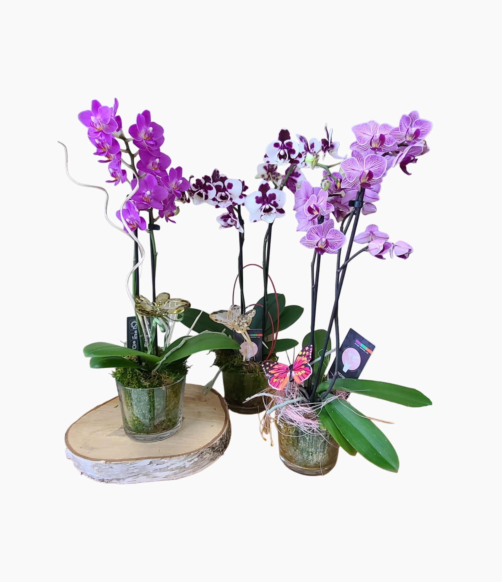 Mini Phanaelopsis Orchid