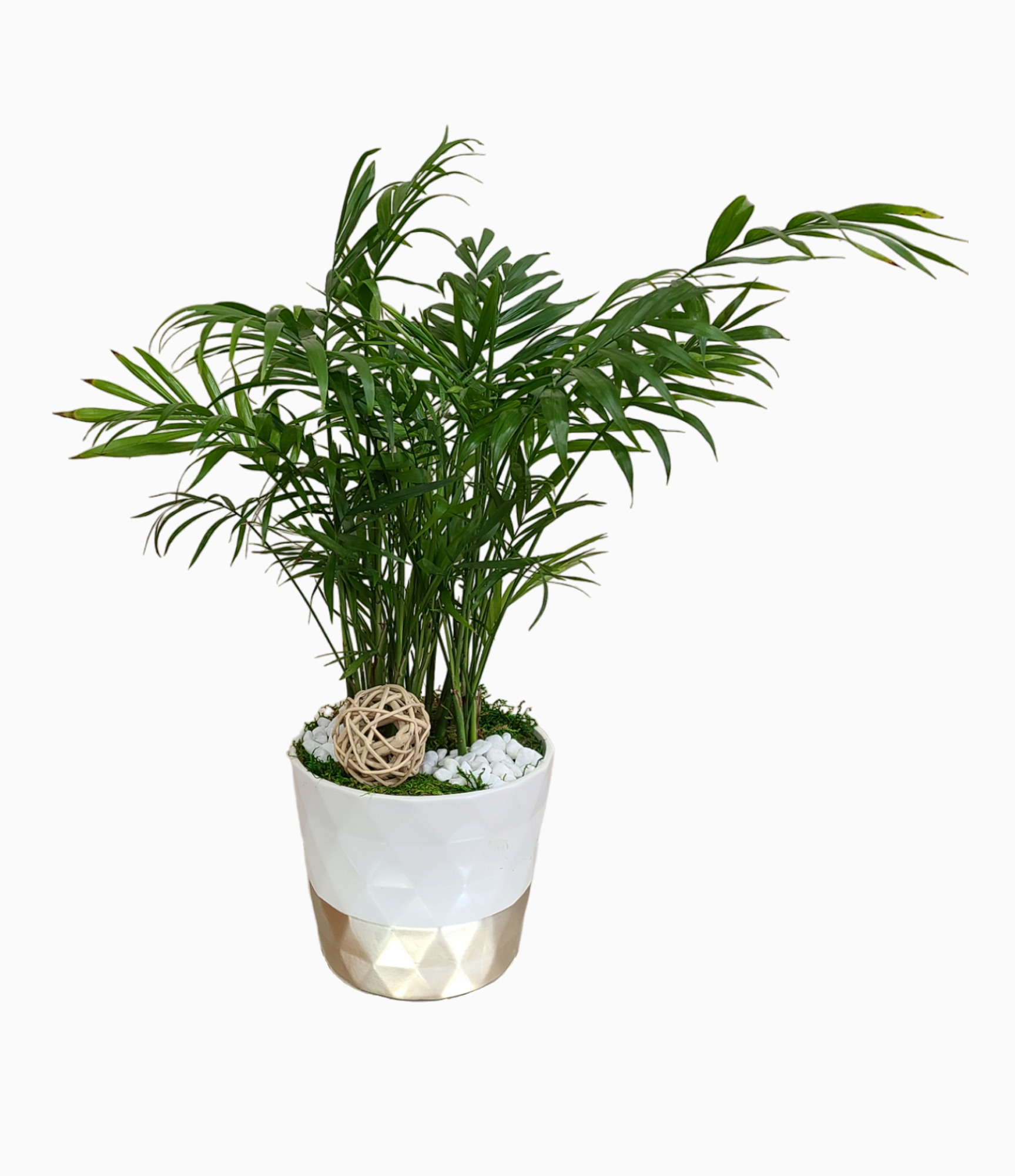 Mini Palm Tree