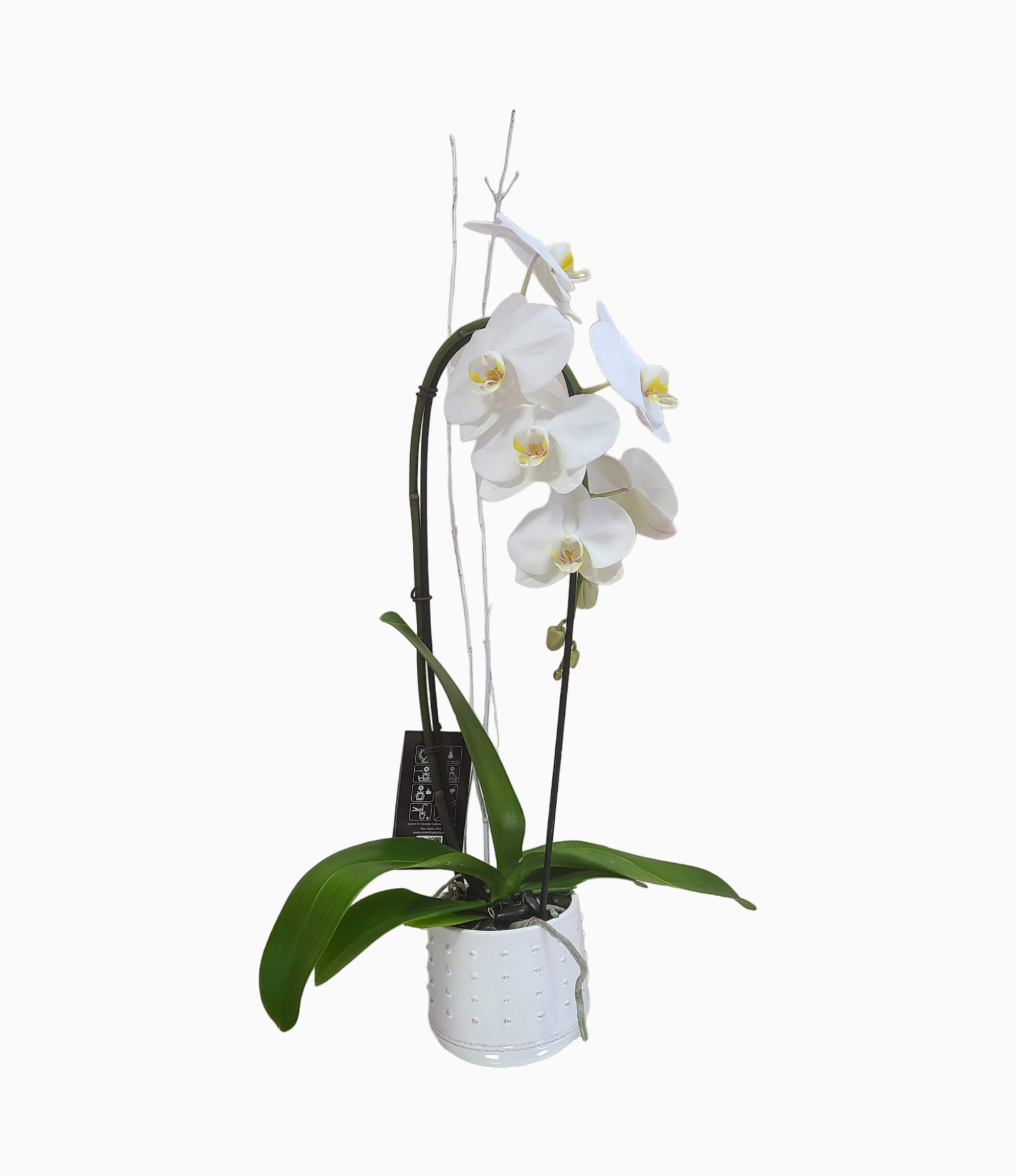 White Phalaenopsis Orchid