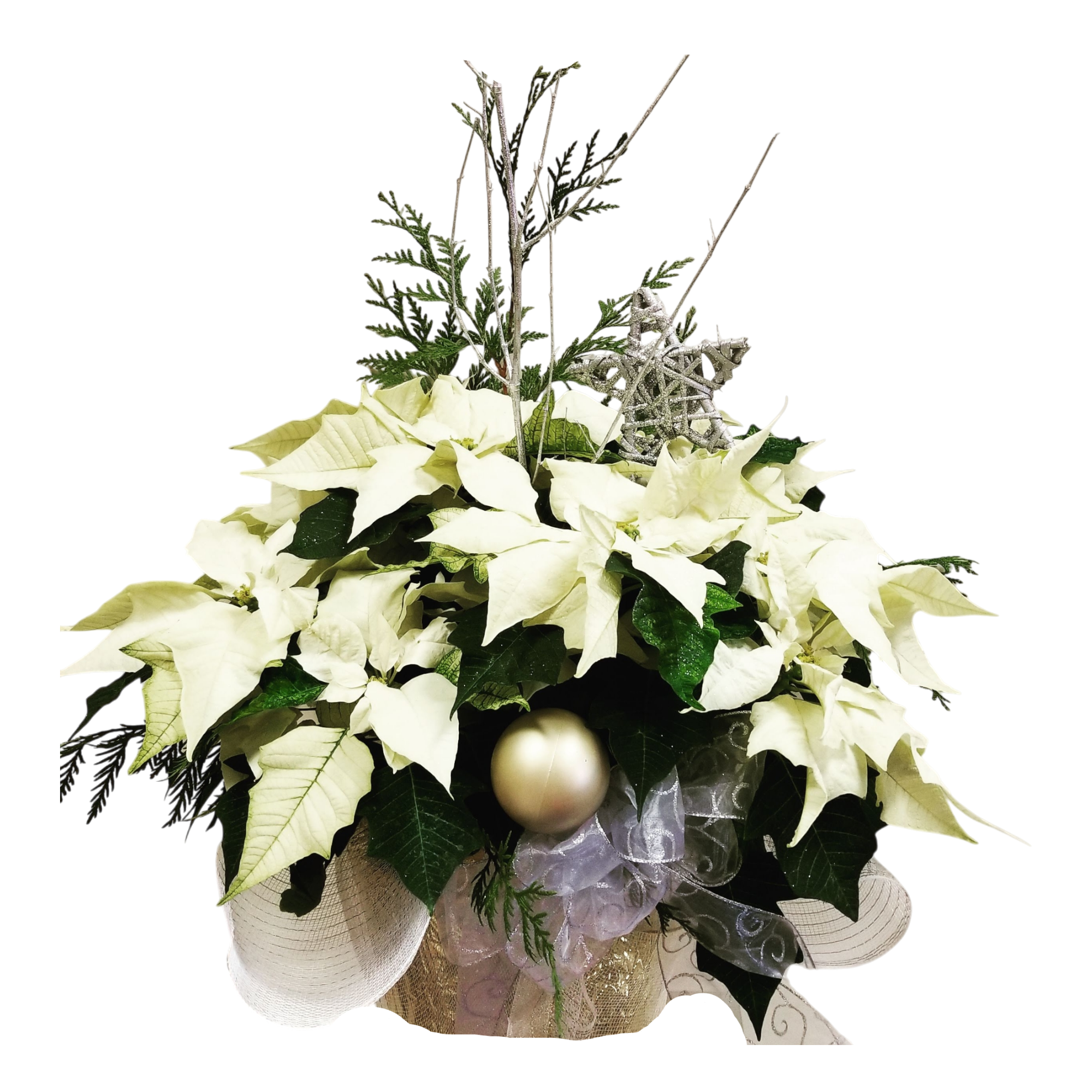 Holiday Poinsettias- Red, White, Pink