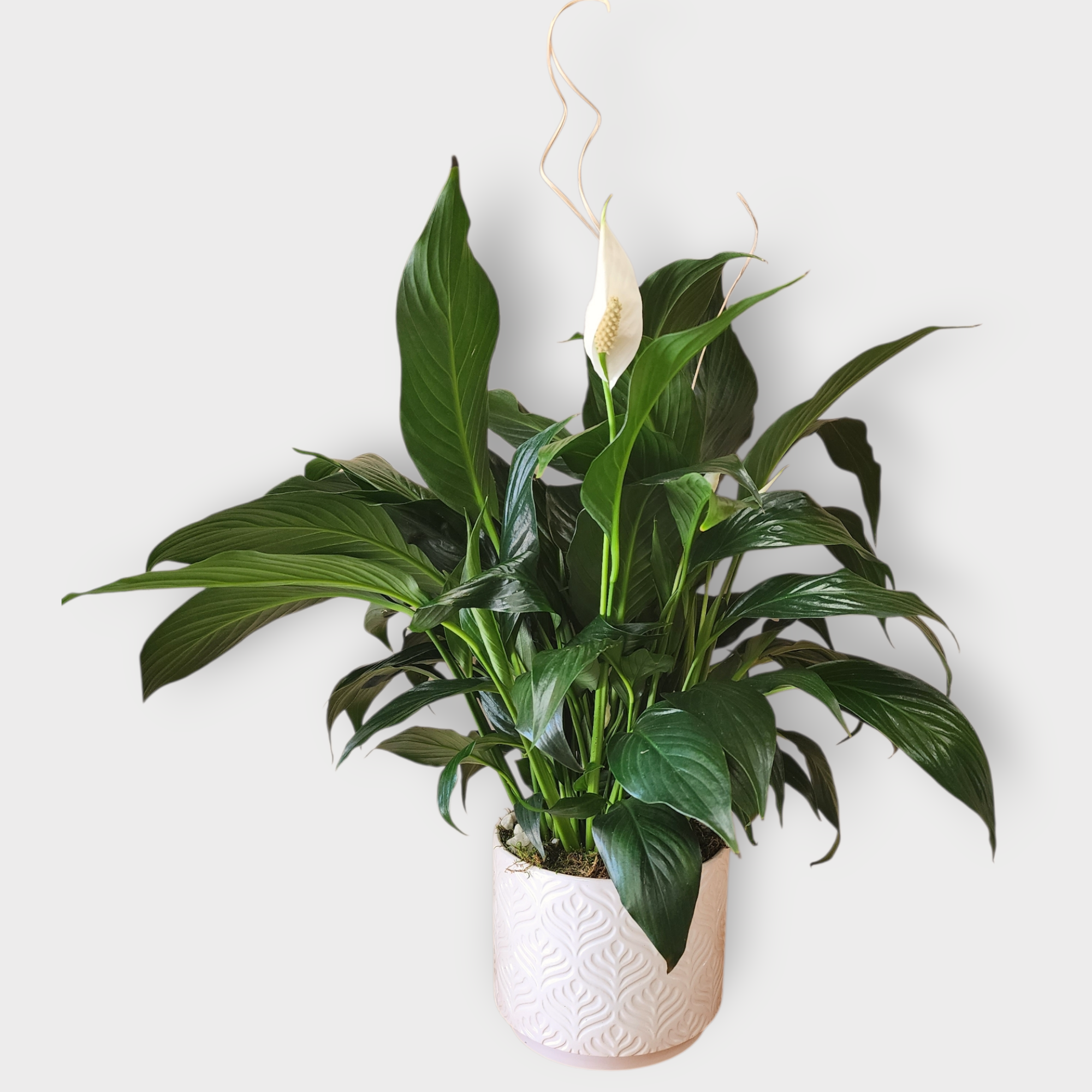 Peace Lily Plant