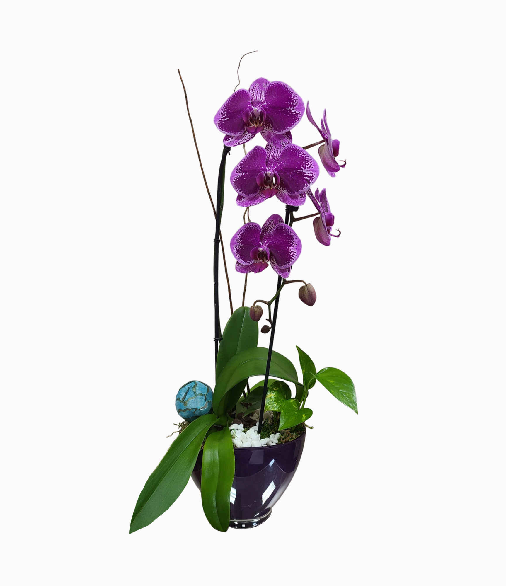Purple Phalaenopsis Orchid