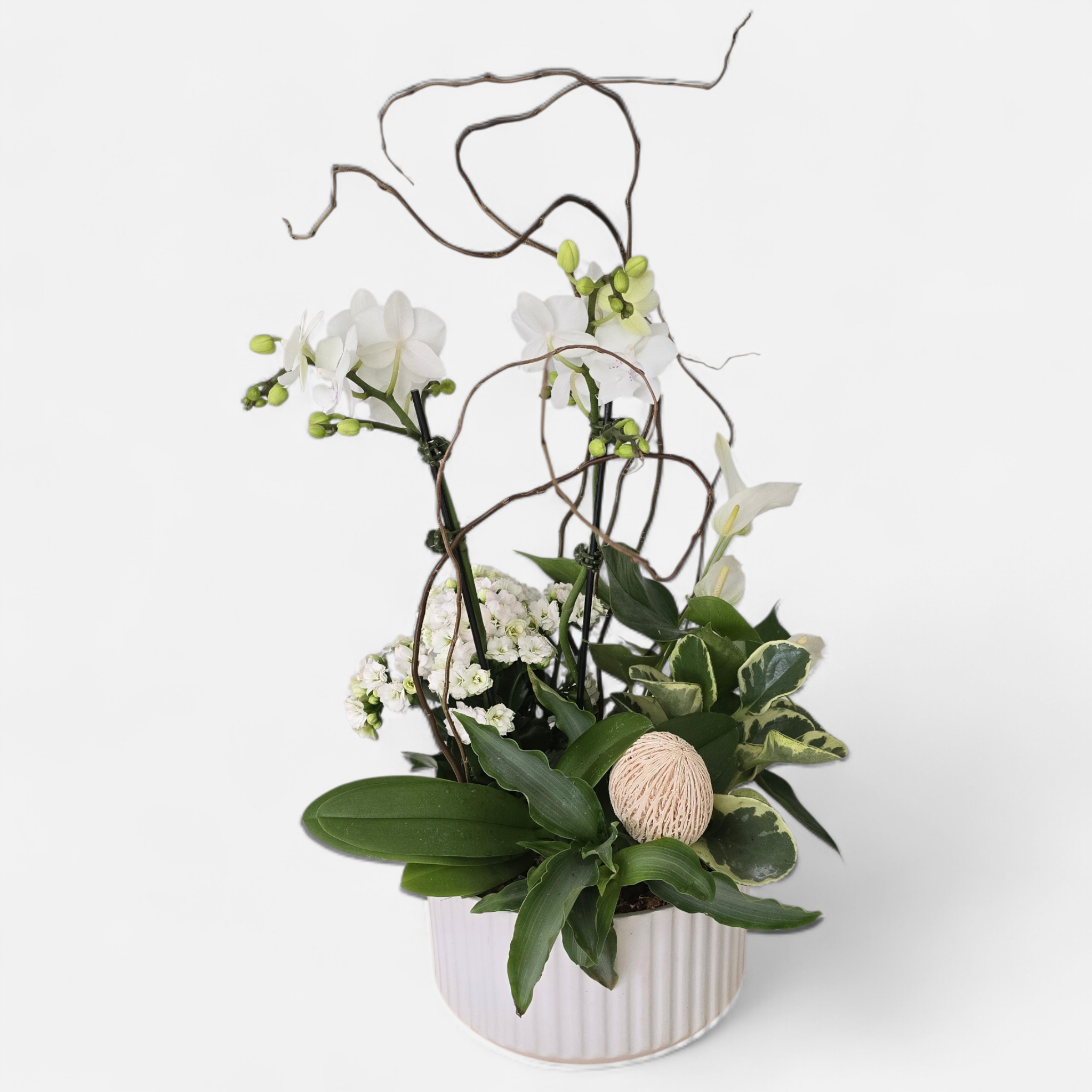 White Orchid Planter